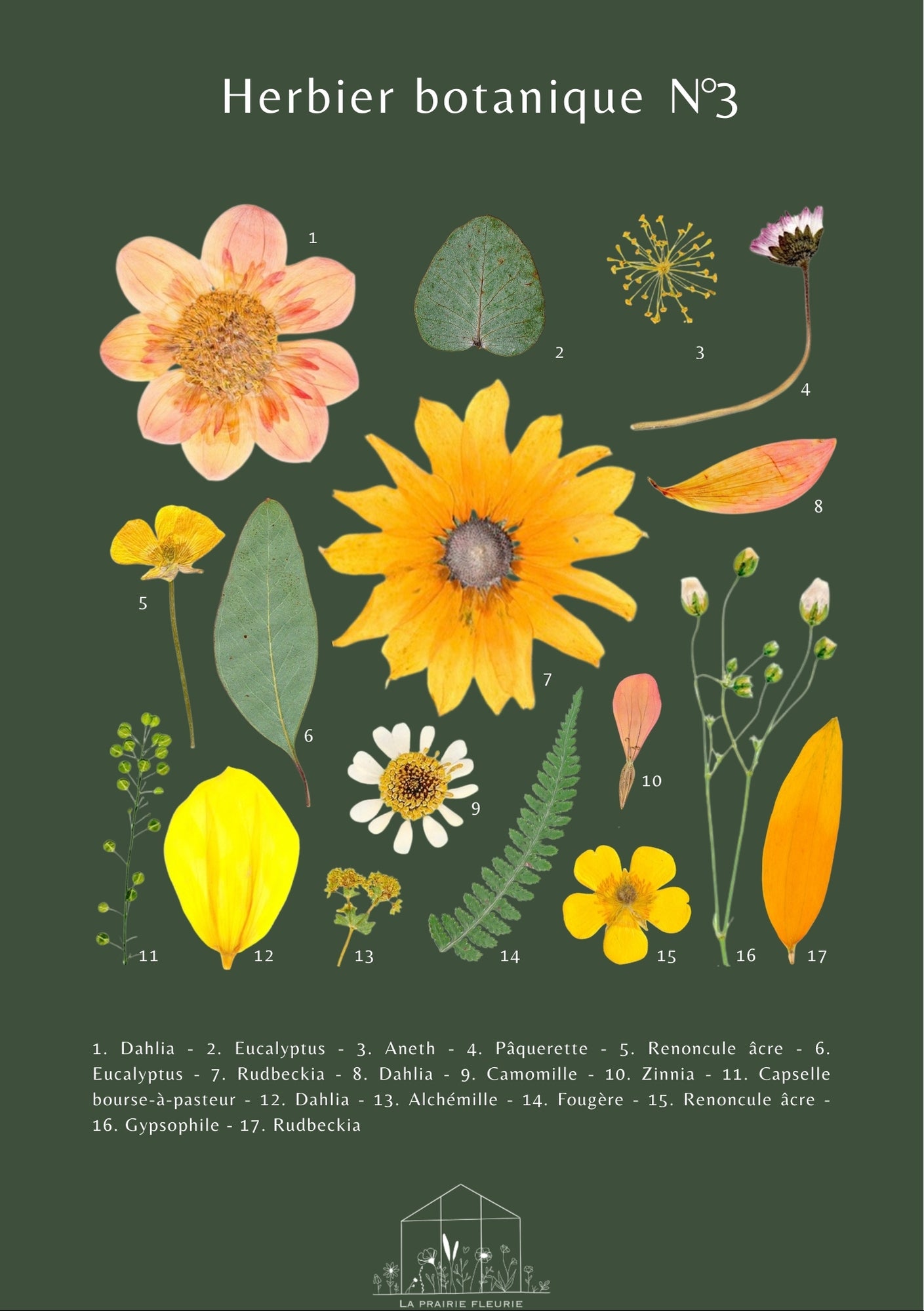 Affiche Herbier Botanique N°3