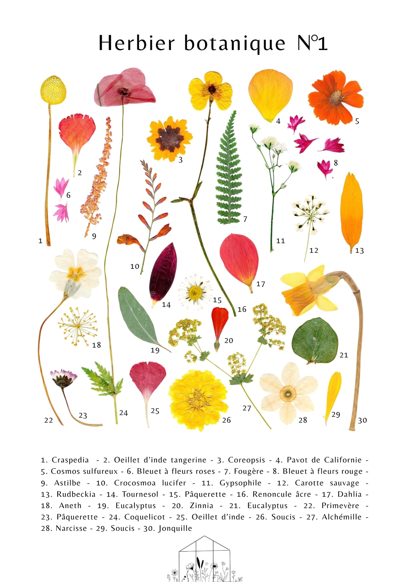 Affiche Herbier Botanique N°1
