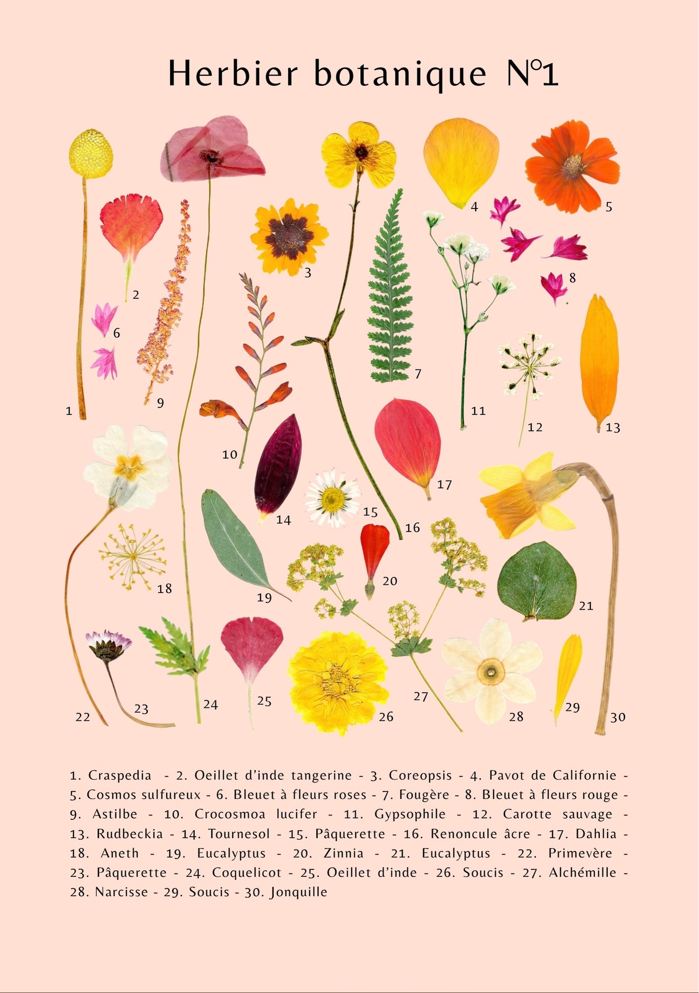 Affiche Herbier Botanique N°1