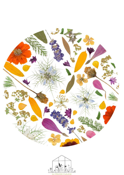 Affiche Prairie Fleurie n°5