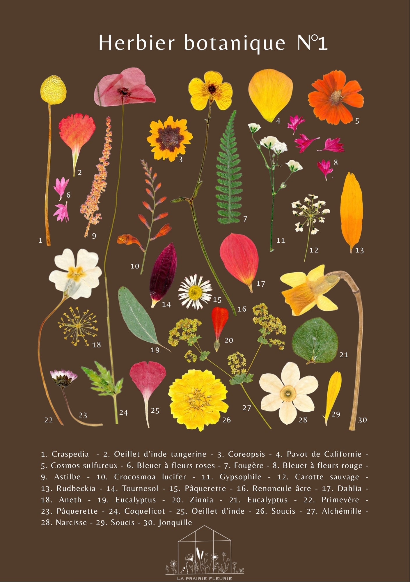 Affiche Herbier Botanique N°1