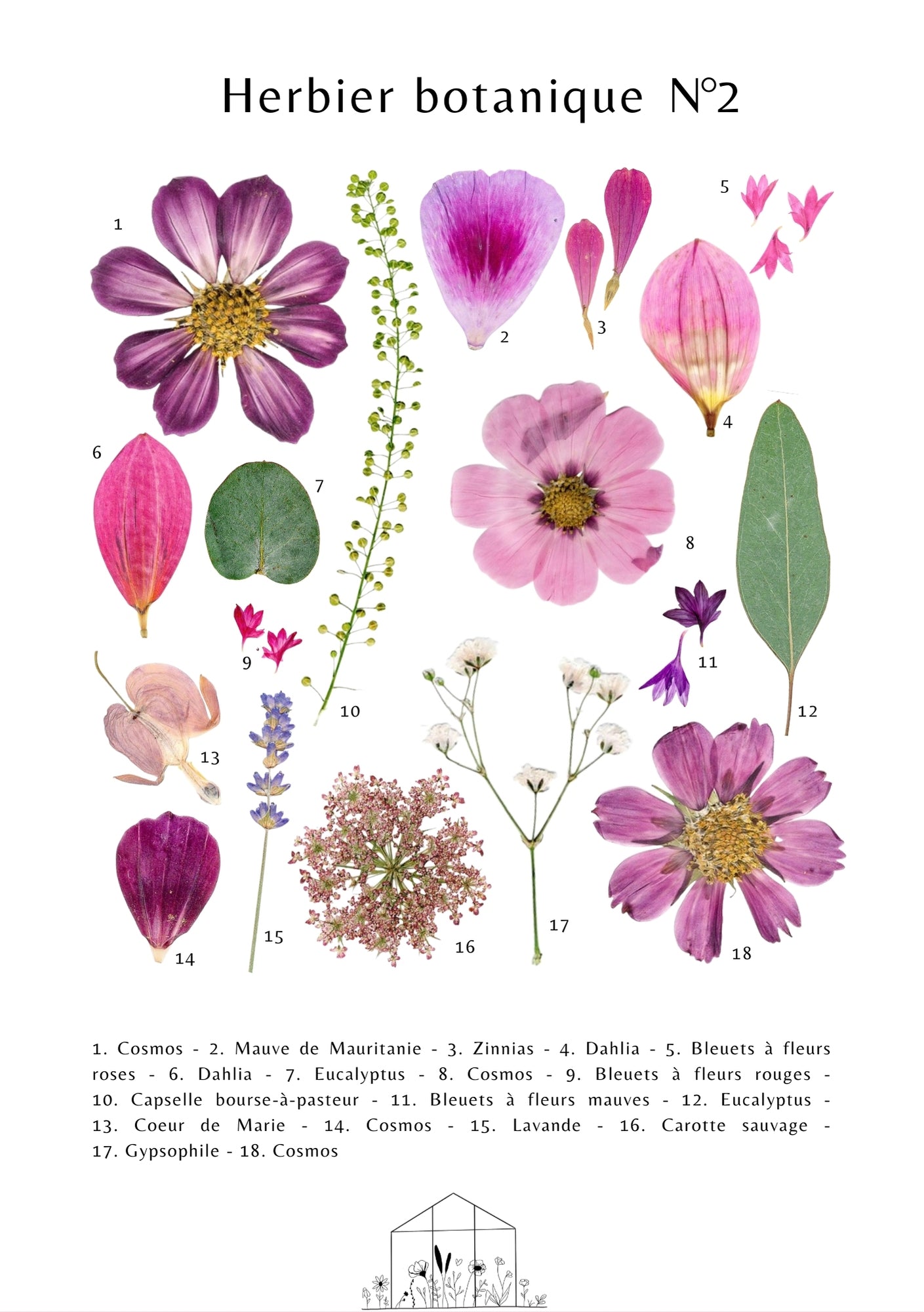 Affiche Herbier Botanique N°2