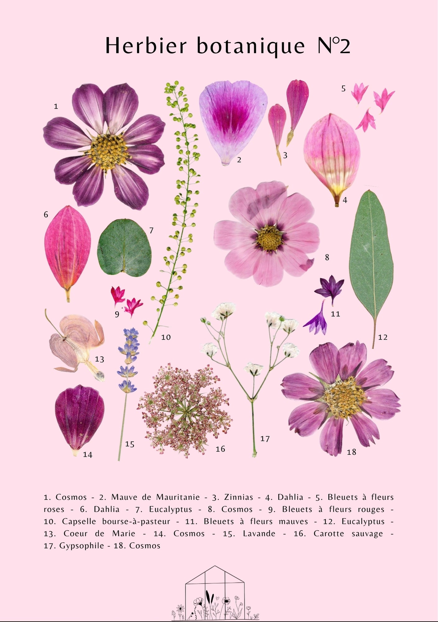 Affiche Herbier Botanique N°2