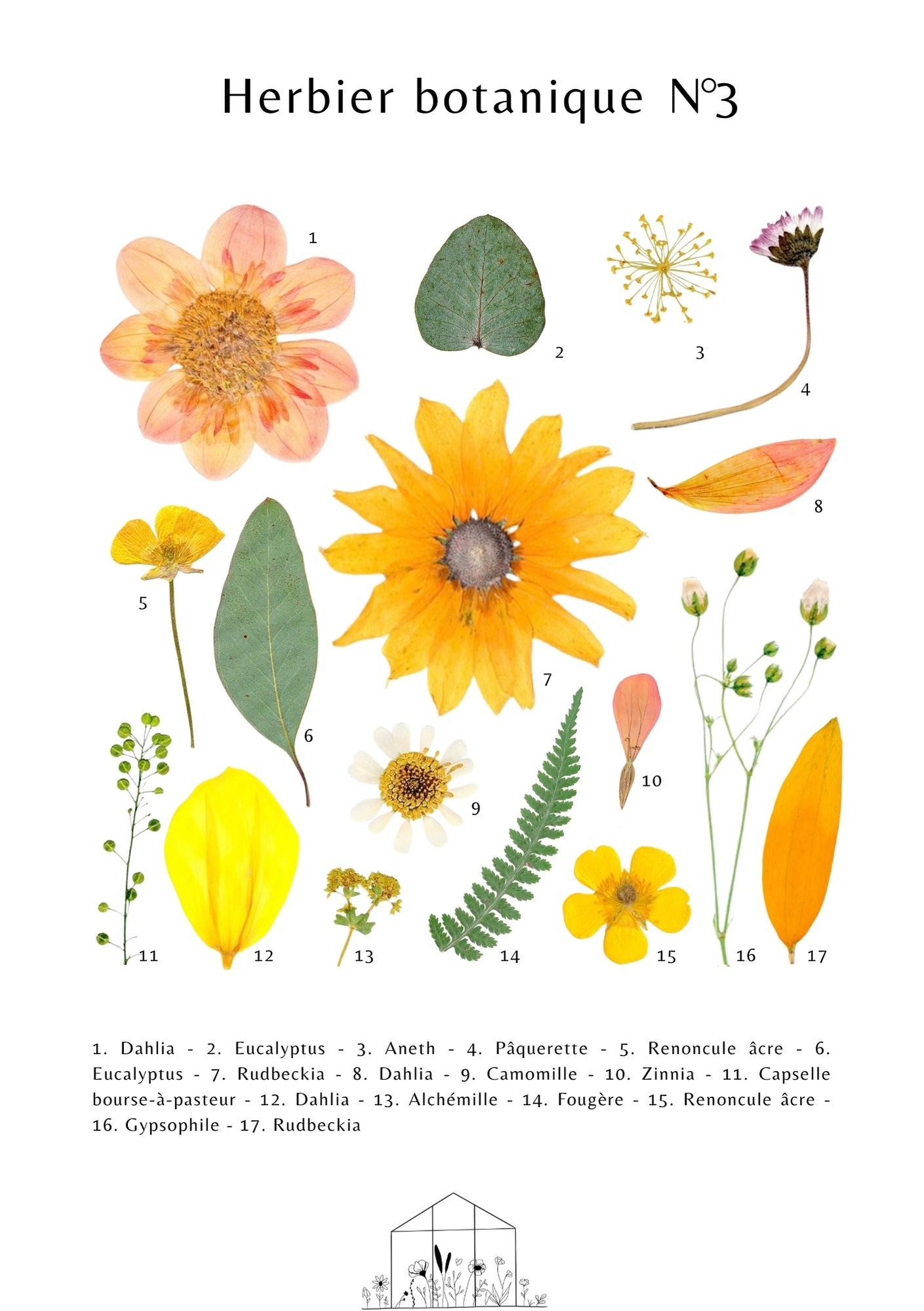 Affiche Herbier Botanique N°3