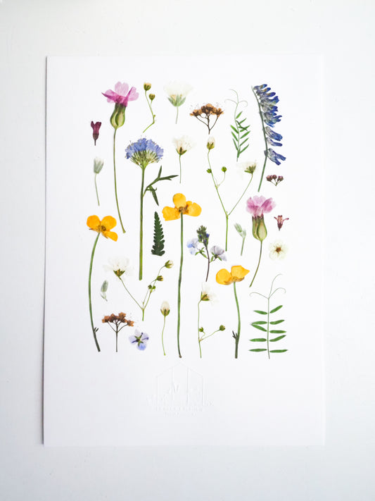 Herbier - Prairie Fleurie